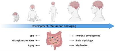 The Microbiota-Gut-Brain Axis in Health and Disease and Its Implications for Translational Research